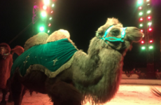 'Fantastic progress' in 2016 but animals in Irish circuses 'continue to suffer'