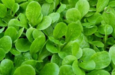 Corn salad: Super-hardy, nutty-flavoured salad leaves to sow now