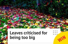 This local news story from Wexford about leaves being ‘too big’ is excellent