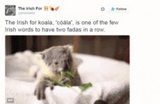 11 reasons why The Irish For is the most delightful Twitter account in Ireland