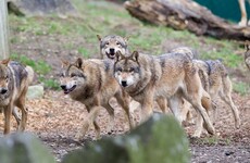 14 times Dublin Zoo was the best place in 2016