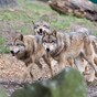 14 times Dublin Zoo was the best place in 2016