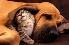 The burning question*: Cats or dogs?