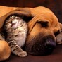 The burning question*: Cats or dogs?