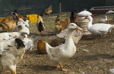 390,000 ducks and hens in northern Europe culled over bird flu fears