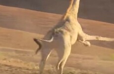 A giraffe kicked a lion's arse on Planet Earth last night, and nobody could cope