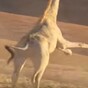 A giraffe kicked a lion's arse on Planet Earth last night, and nobody could cope