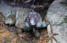 Drunk teen who stole live reptiles 'went berserk when confronted by gardaí'