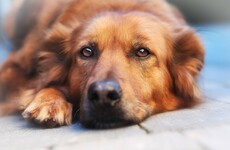 Your dog can remember what you did