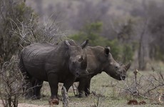 Military veterans back in action saving South African rhinos from poachers
