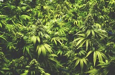 'It's time we got on with it': Support for medicinal cannabis bill could mean it's a runner