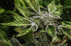 Green light: The medicinal cannabis bill will be passed by the Dáil tomorrow