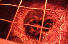 'There's a lot of deceit and fraud coming from the puppy farm sector' - Charity criticises new guidelines