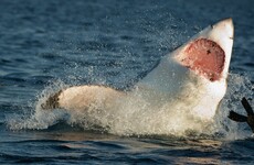 65-year-old Australian surfer escapes serious injury after shark attack