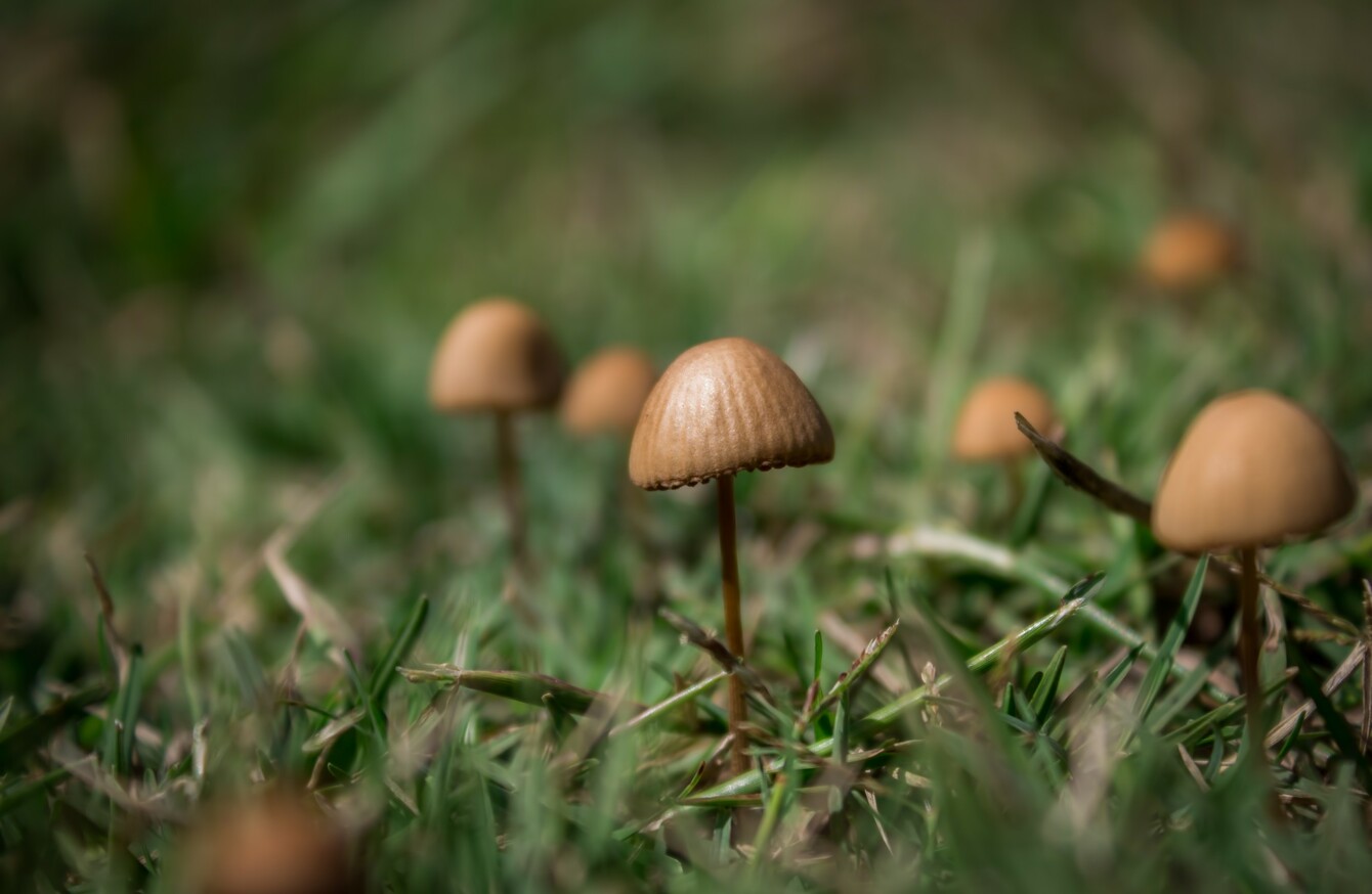'It really changed everything for me' How magic mushrooms helped treat