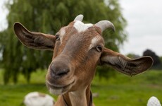 'Don't sacrifice the goats': Protesters' anger defers planned cull of 80 wild animals