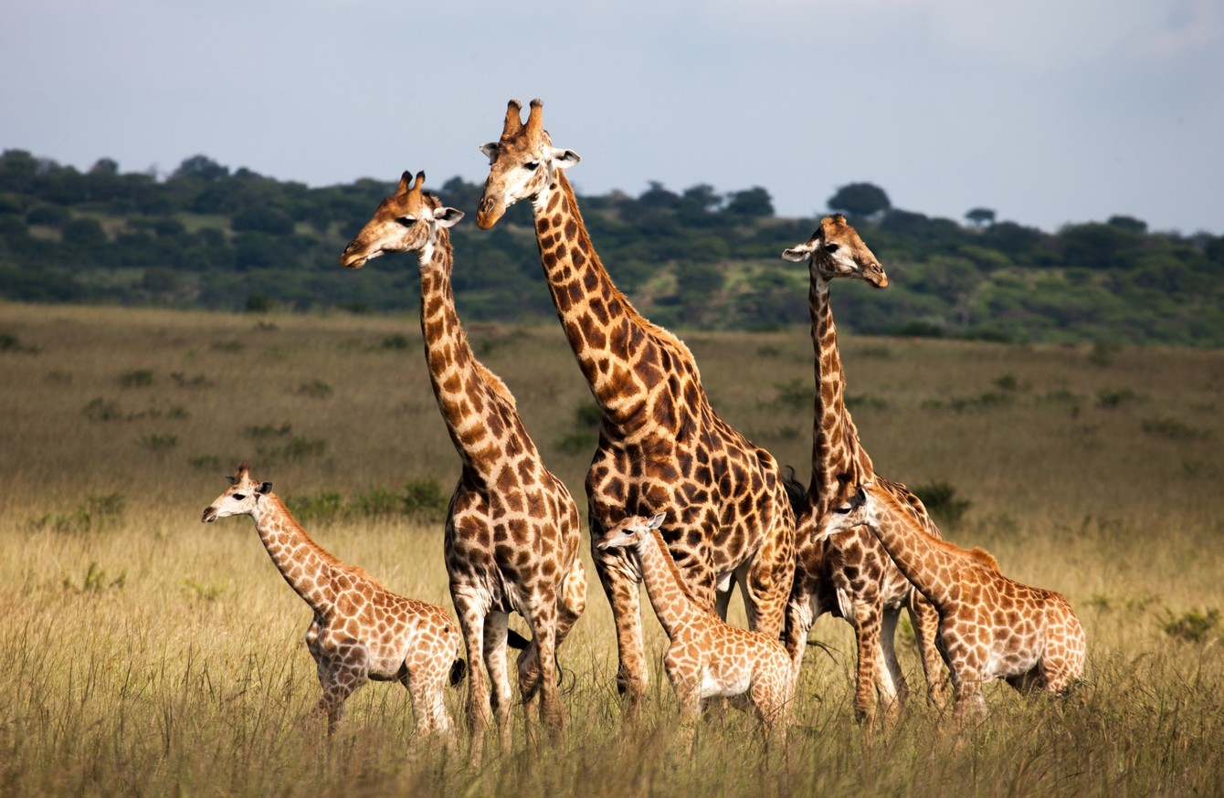 How many giraffes are left in the world? It's the week in numbers