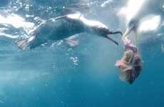 Filmmaker Risteard Ó Domhnaill: 'It's time for us to take ownership of our natural resources'