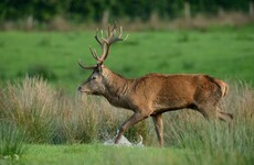 US hunter 'paid substantial sum' for licence to shoot rare red deer in Killarney