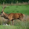US hunter 'paid substantial sum' for licence to shoot rare red deer in Killarney
