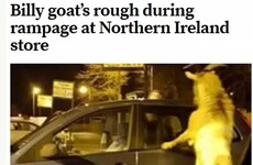 This story about a Carrickfergus goat causing chaos has taken on a life of its own