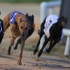 Theft of €1 million racing dog 'is Shergar story of greyhound industry'