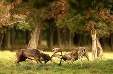 The mild December weather broke temperature records at Phoenix Park today