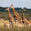 Experts warn giraffes face 'silent extinction' as population substantially drops