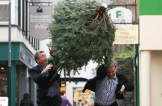 Ireland gets its first ever Christmas Tree Throwing Championship
