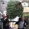 Ireland gets its first ever Christmas Tree Throwing Championship