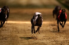Four men arrested for greyhound theft released without charge