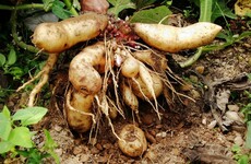 GIY Yacon: The Peruvian tuber that looks like a potato but tastes like a pear