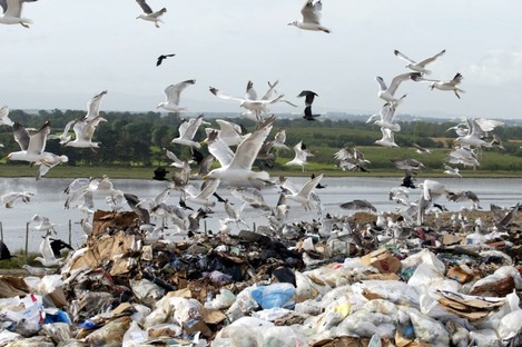 Seagulls feed of waste and rubbish in Dublin.