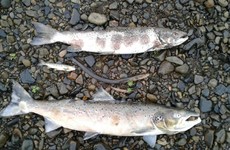 Over 1,200 dead fish found along important spawning river in Cork