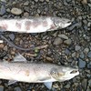 Over 1,200 dead fish found along important spawning river in Cork
