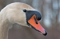 Two swans delayed trains by 30 minutes during Dublin rush hour