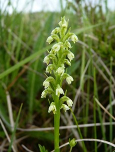 Over 100 native Irish plants are endangered, including these well-known favourites