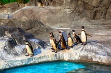 Investigation launched after seven penguins drown in Canadian zoo