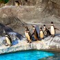 Investigation launched after seven penguins drown in Canadian zoo