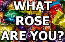 What Rose Are You?