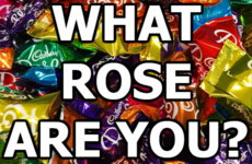 What Rose Are You?