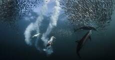 The winner of the 2016 Nat Geo photography competition