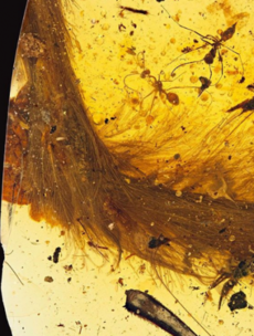 For the first time ever, a dinosaur tail has been found encased in amber