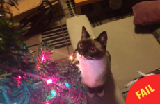8 photos that sum up the struggle of owning a cat at Christmas