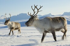 Reindeer are shrinking: Warmer weather threatens Christmas icon