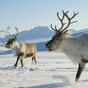 Reindeer are shrinking: Warmer weather threatens Christmas icon