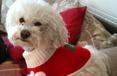 It's Christmas! So here's your pets in festive hats and jumpers