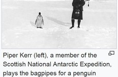 There was a hilarious caption war on this Wikipedia photo of an 'indifferent penguin'