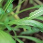 Mibuna: The mustardy Japanese leaf that's super easy to grow
