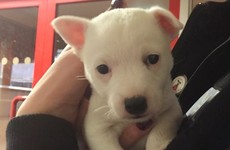 This puppy has been handed into lost property at Dublin Airport